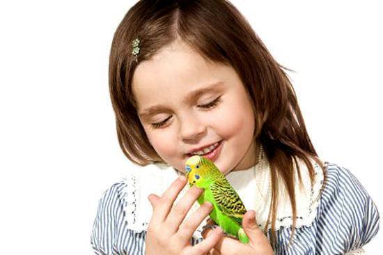 Аллергия на попугаев: симптомы и виды