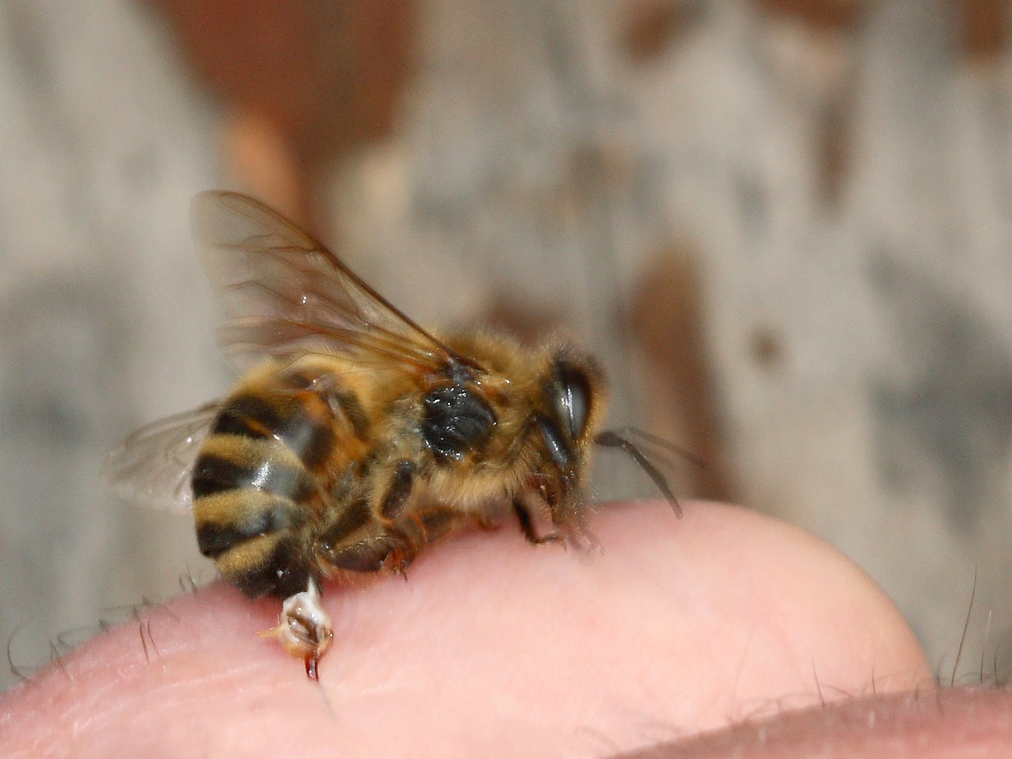 Почему яд пчёл является лекарством
