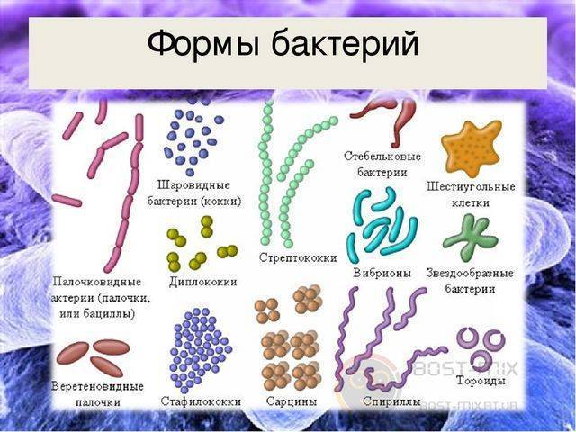 6 примеров бактерий