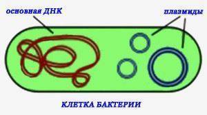 Имеют ли бактерии ядро, или особенности строения прокариотических клеток