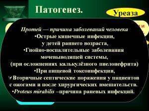 чем питаются бактерии сапротрофы. Смотреть фото чем питаются бактерии сапротрофы. Смотреть картинку чем питаются бактерии сапротрофы. Картинка про чем питаются бактерии сапротрофы. Фото чем питаются бактерии сапротрофы