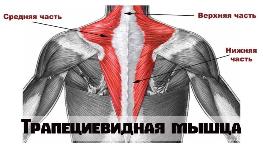 Мышцы секутся фото