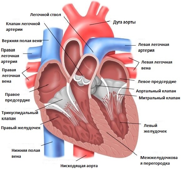 Порок сердца у новорожденных: характеристика, причины появления, симптомы и лечение