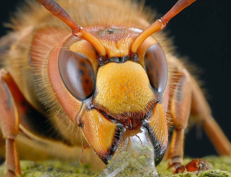 Симптомы аллергической реакции на укус пчелы и методы ее лечения