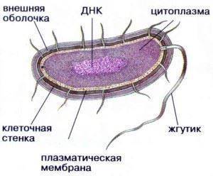 Ядра не имеют клетки 1)растений.2)животных.3)грибов.4)бактерий