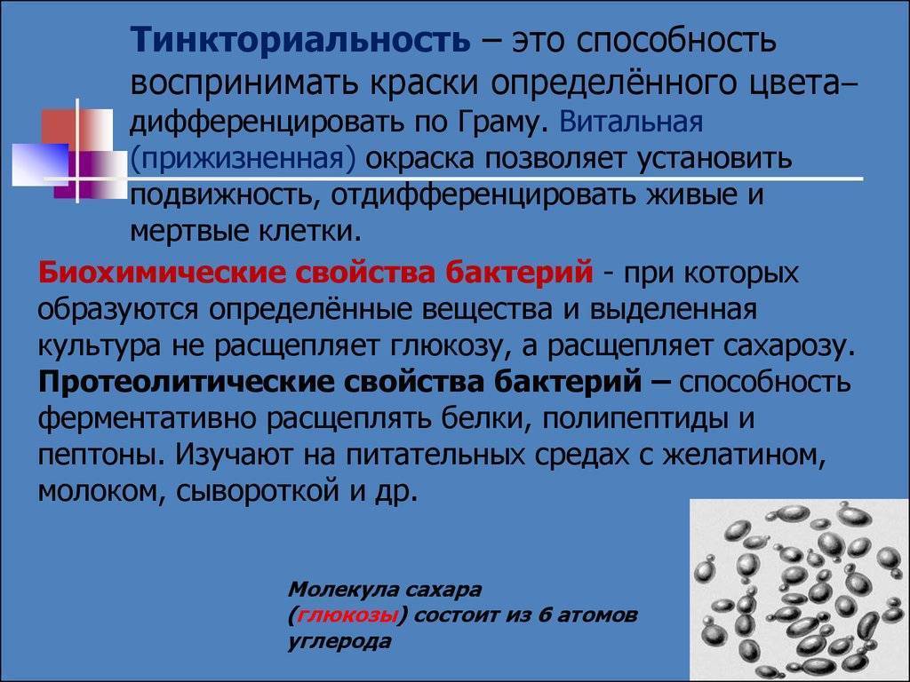 Тинкториальные свойства бактерий. Изучение подвижности микроорганизмов. Методы подвижность микробов. Методы микроскопии для изучения подвижности бактерий. Исследование подвижности микробов.