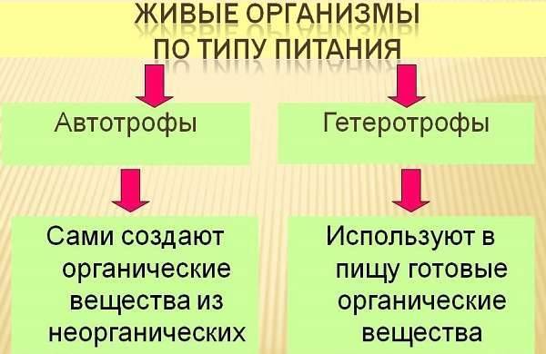 Бактерии автотрофы характеризуются тем что. 9c2446646c62756fd0ad43be2b60e520. Бактерии автотрофы характеризуются тем что фото. Бактерии автотрофы характеризуются тем что-9c2446646c62756fd0ad43be2b60e520. картинка Бактерии автотрофы характеризуются тем что. картинка 9c2446646c62756fd0ad43be2b60e520.