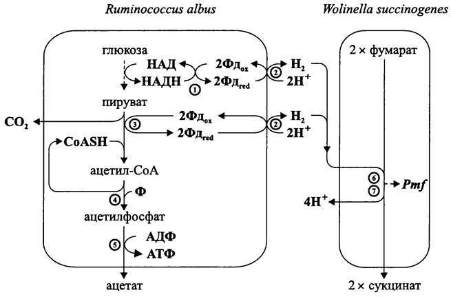 Пропионовокислое брожение схема