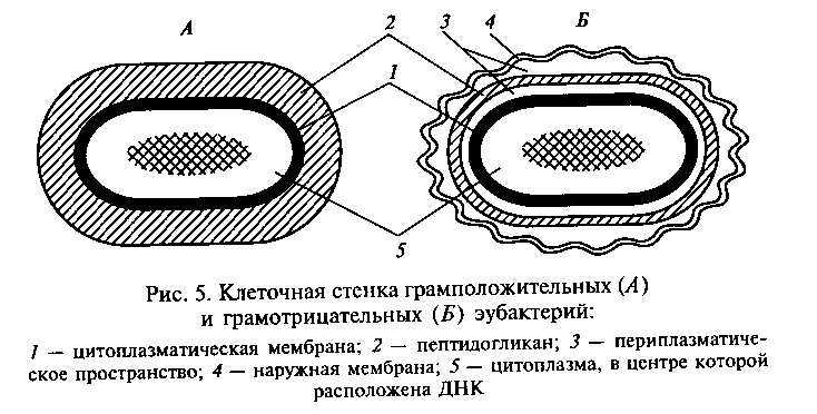 какую функцию выполняет капсула у бактерий. картинка какую функцию выполняет капсула у бактерий. какую функцию выполняет капсула у бактерий фото. какую функцию выполняет капсула у бактерий видео. какую функцию выполняет капсула у бактерий смотреть картинку онлайн. смотреть картинку какую функцию выполняет капсула у бактерий.