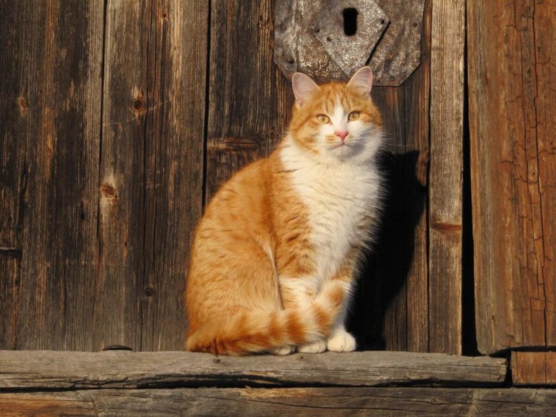 Породы кошек, не вызывающие аллергию на шерсть у людей, и гипоаллергенные коты для человека с аллергическим заболеванием