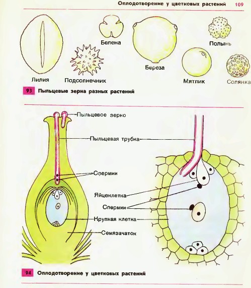 Развитие половых клеток. оогенез