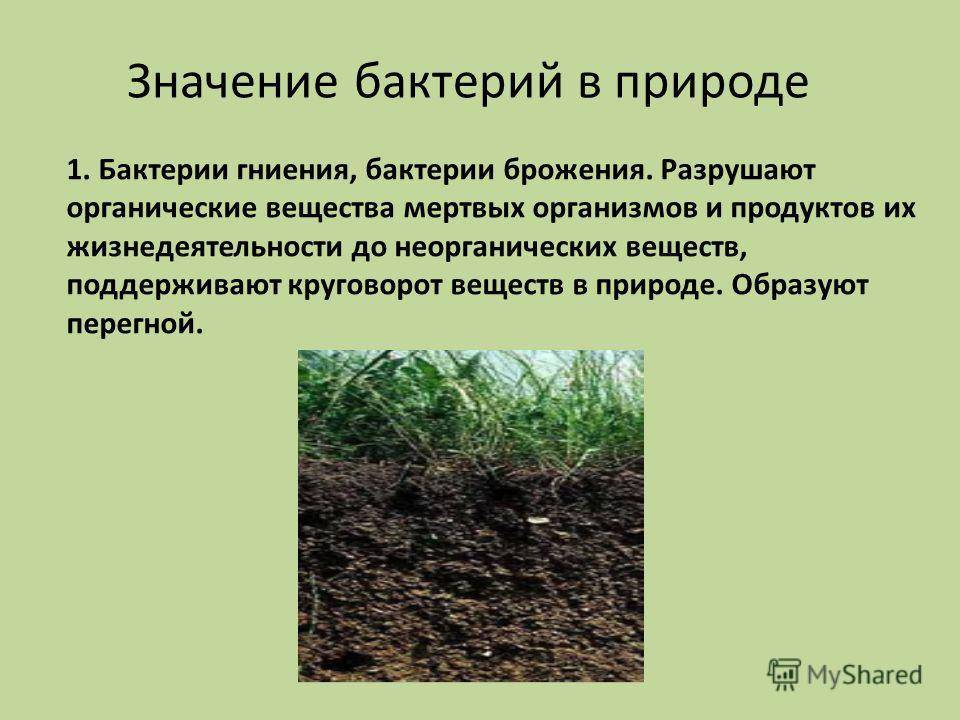 Роль бактерий в почве. Значение бактерий в природе. Роль бактерий в круговороте веществ. Роль бактерий брожения.