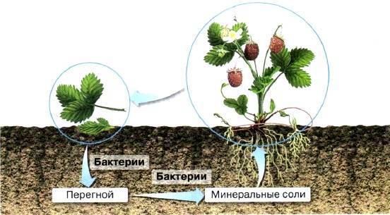 В чем заключается значение бактерий в природе. 9f53afc20d7ba1905b4e871d490ab987. В чем заключается значение бактерий в природе фото. В чем заключается значение бактерий в природе-9f53afc20d7ba1905b4e871d490ab987. картинка В чем заключается значение бактерий в природе. картинка 9f53afc20d7ba1905b4e871d490ab987