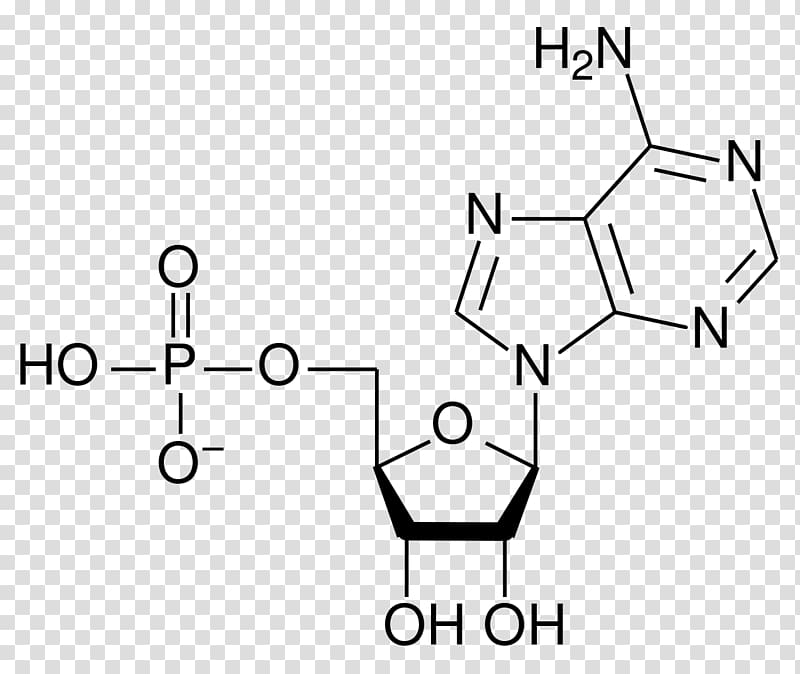 Аденозин — википедия. что такое аденозин