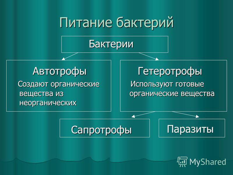 10 фактов о том, как паразиты, вирусы и бактерии помогают людям - hi-news.ru