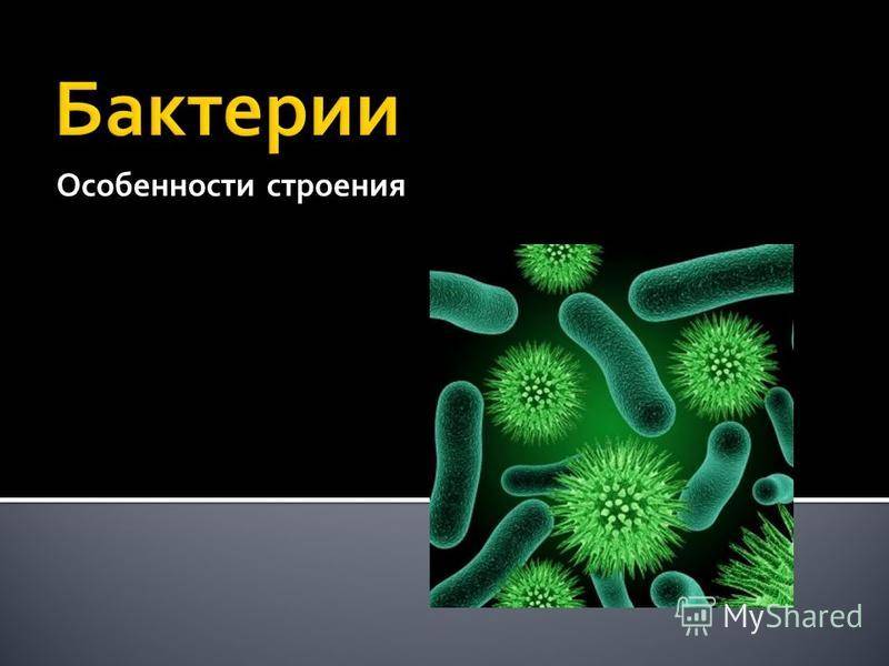 Исследовательский проект по биологии на тему "бактерии - самые древнейшие организмы на земле"