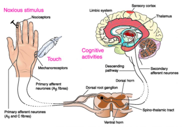 Функции отделов головного мозга человека. какие отделы головного мозга за что отвечают? строение головного мозга