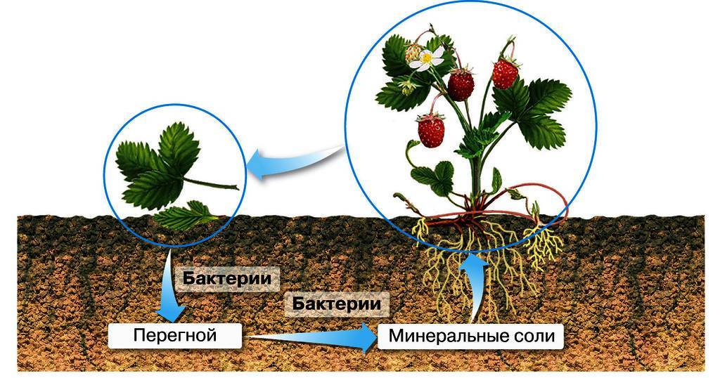 Роль микроорганизмов в круговороте веществ в природе микробиология презентация