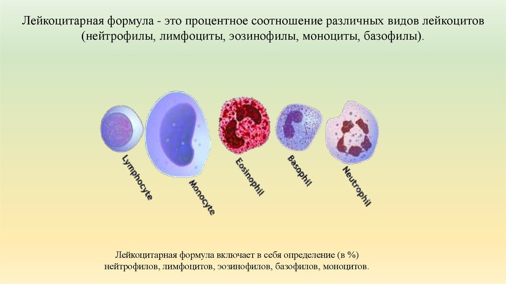 Лейкоциты моноциты эозинофилы