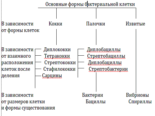 Основные группы патогенных микроорганизмов схема