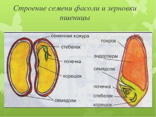 Сколько микробов на земле