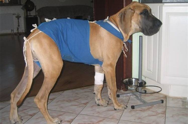 Травматин для собак инструкция по применению