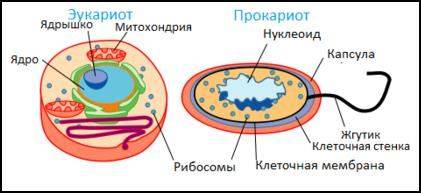 Ядра не имеют клетки 1)растений.2)животных.3)грибов.4)бактерий