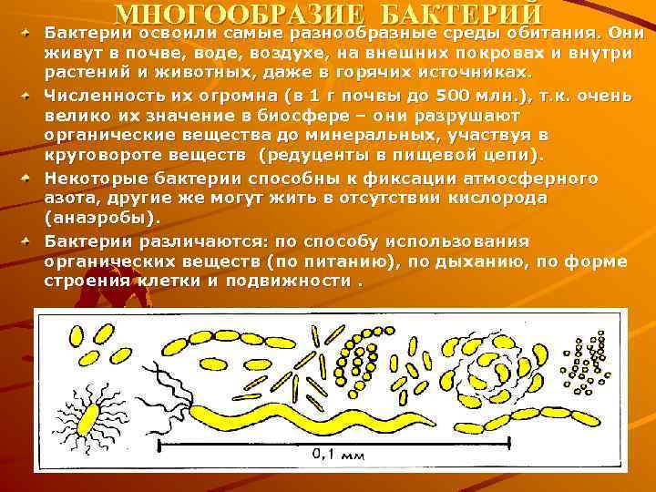 Проект виды бактерий