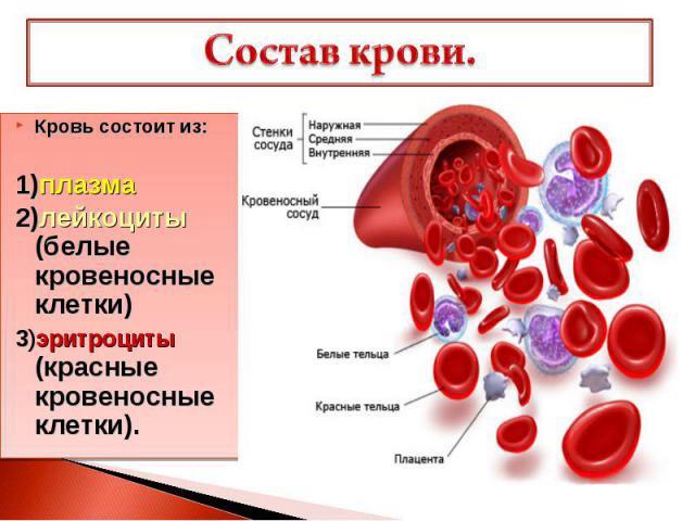 Кровь. внутренняя среда -  биология егэ