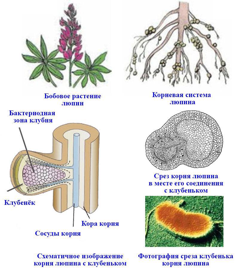 Рассмотрите рисунок и опишите то что вы видите сформулируйте основные функции клубеньковых бактерий