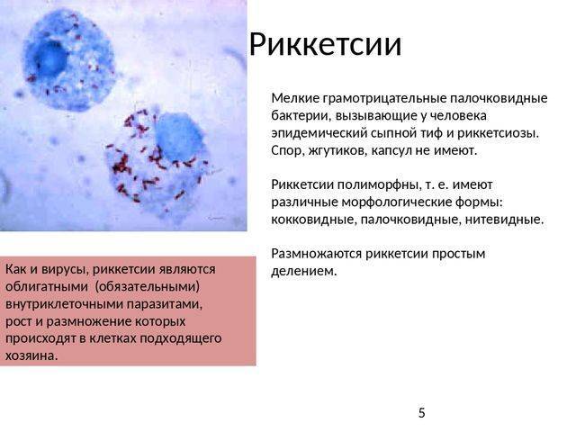 какую функцию выполняет капсула у бактерий. картинка какую функцию выполняет капсула у бактерий. какую функцию выполняет капсула у бактерий фото. какую функцию выполняет капсула у бактерий видео. какую функцию выполняет капсула у бактерий смотреть картинку онлайн. смотреть картинку какую функцию выполняет капсула у бактерий.