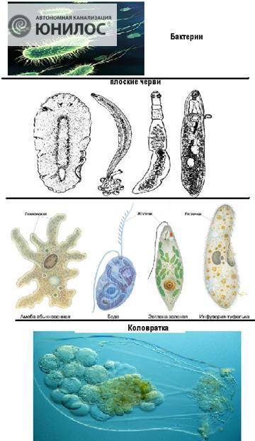 Вода в составе микроорганизмов