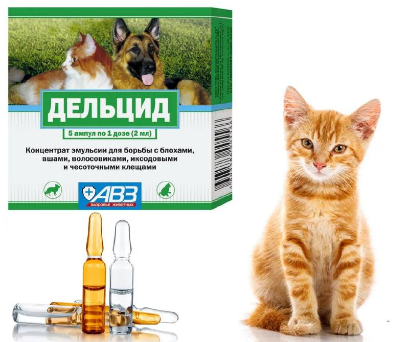 Стронгхолд для кошек – инструкция по применению препарата