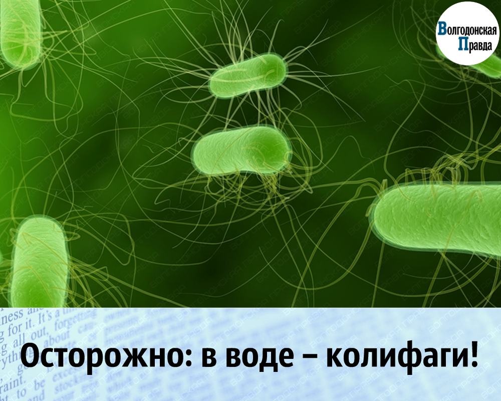 Свойства и особенности патогенных микроорганизмов, их влияние на человека