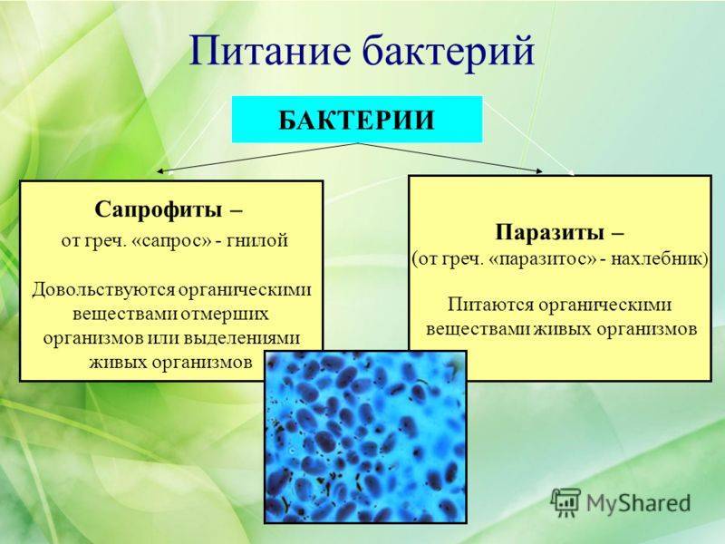 чем питаются бактерии сапротрофы. Смотреть фото чем питаются бактерии сапротрофы. Смотреть картинку чем питаются бактерии сапротрофы. Картинка про чем питаются бактерии сапротрофы. Фото чем питаются бактерии сапротрофы