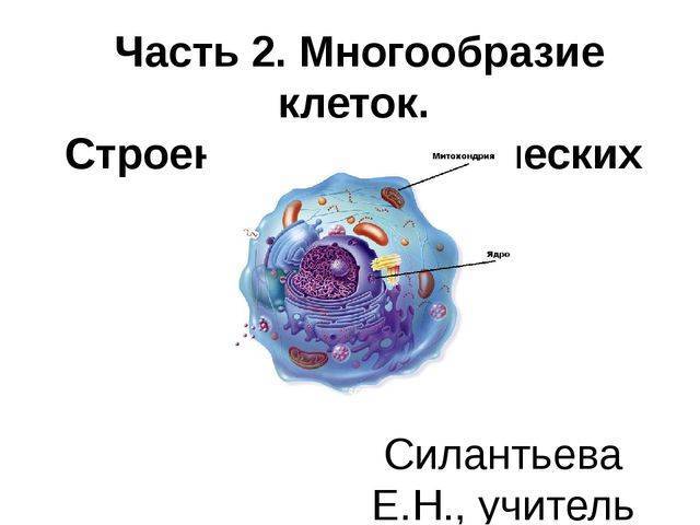 в чем сходство животной и грибной клетки. Смотреть фото в чем сходство животной и грибной клетки. Смотреть картинку в чем сходство животной и грибной клетки. Картинка про в чем сходство животной и грибной клетки. Фото в чем сходство животной и грибной клетки