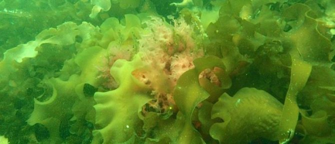 Морская капуста - польза и вред, лечебные свойства водоросли