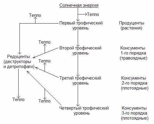 Графическое изображение соотношения между продуцентами консументами и редуцентами