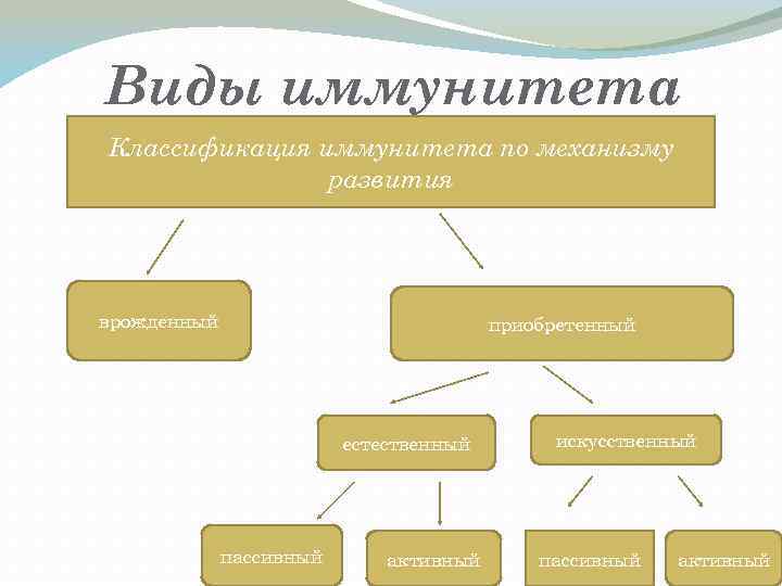 Вид иммунитета активный пассивный