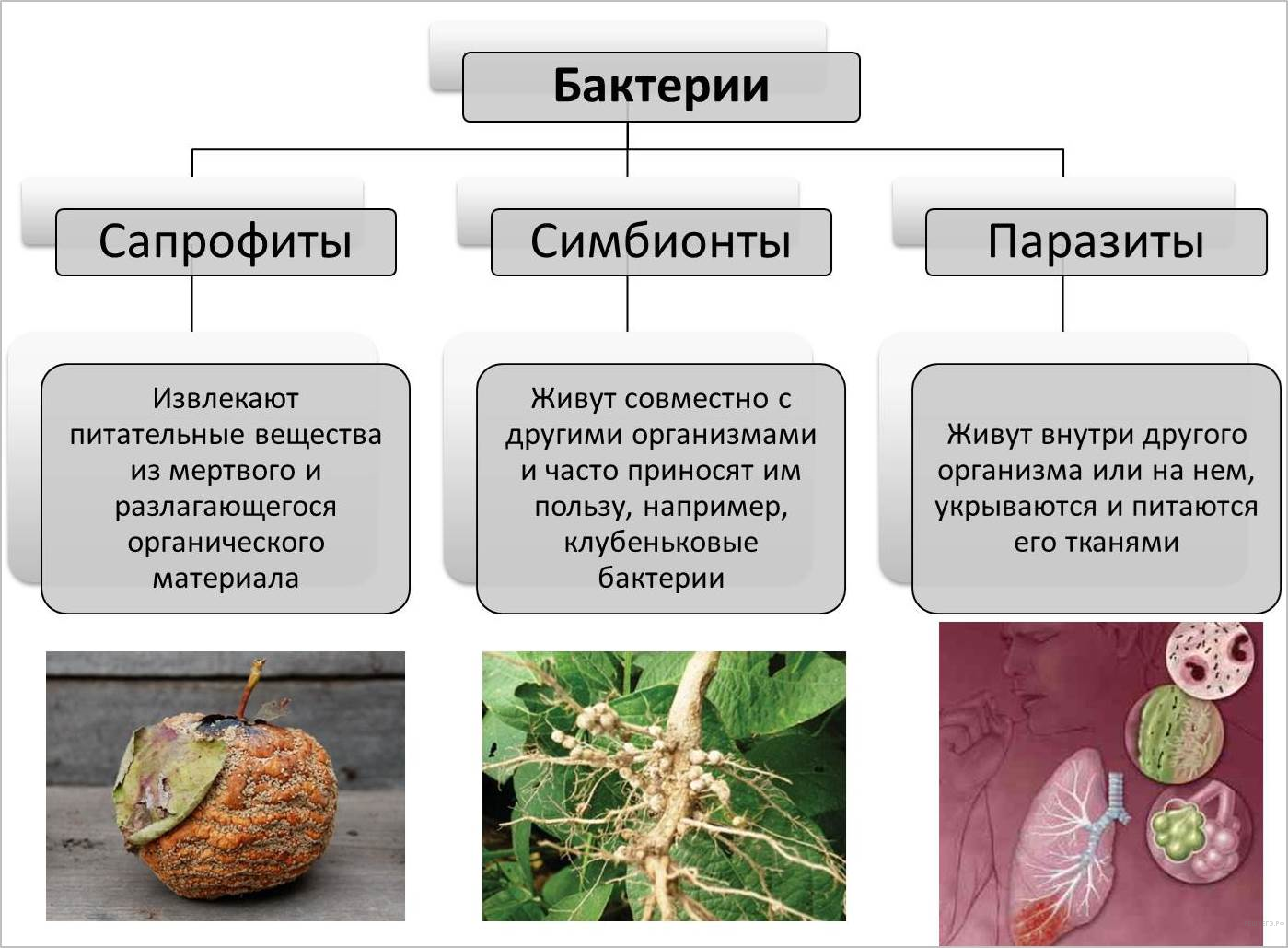 Грибы и бактерии биология 5 класс. Типы питания паразиты симбионты сапротрофы. Бактерии сапротрофы и паразиты. Питание грибов сапрофиты и паразиты. Характер питания грибов симбионтов.