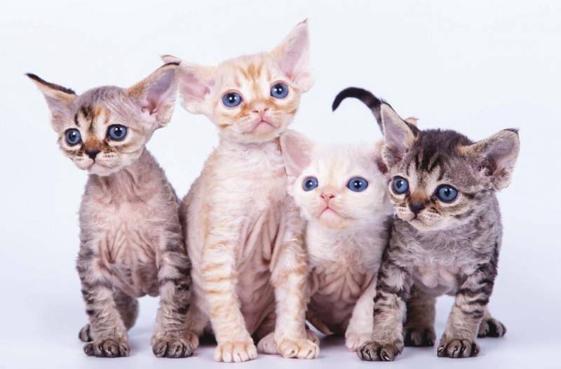 Породы кошек, не вызывающие аллергию на шерсть у людей, и гипоаллергенные коты для человека с аллергическим заболеванием