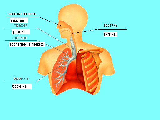 Как отличить бронхиальную астму от обструктивного бронхита?