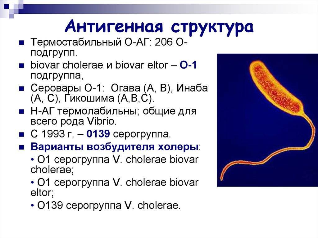 Какой возбудитель холеры. Серовары холерного вибриона. Кишечный иерсиниоз антигенная структура. Антигенная структура холеры. Возбудитель холеры антигенная структура.