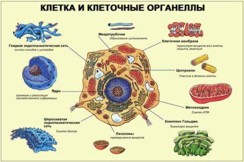 У чего ядра не имеют клетки