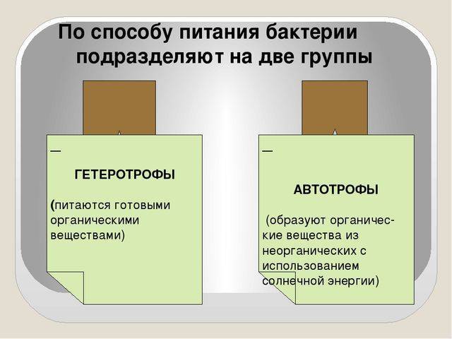 2 способа питания. Питание бактерий и грибов. Способы питания бактерий. По способу питания бактерии подразделяют на две группы. Способы питания грибов и бактерий.