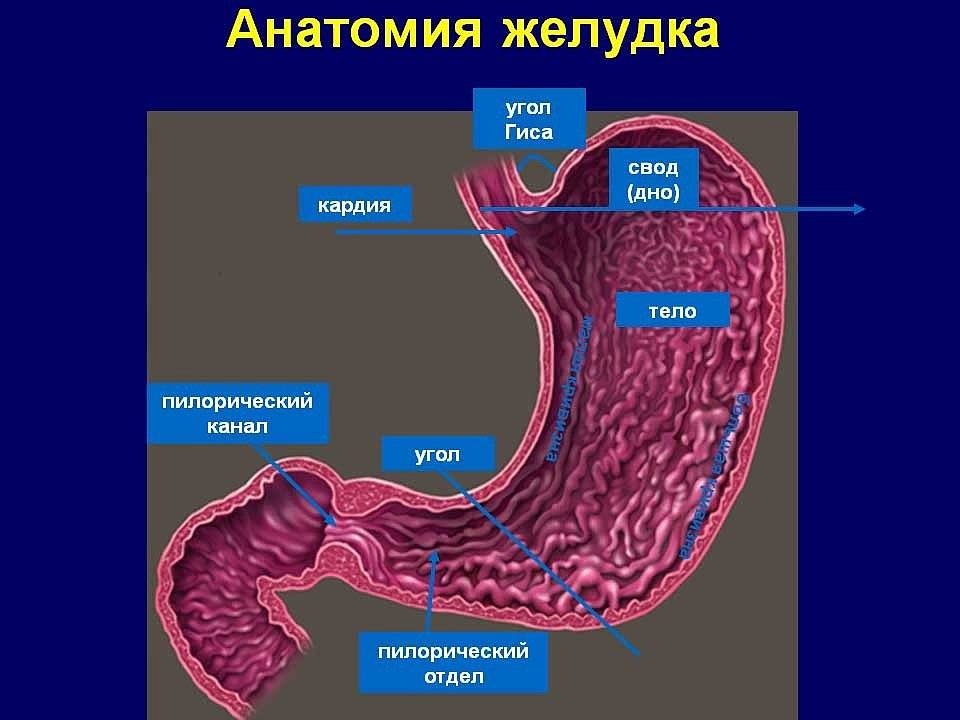 Рак антрального отдела. Язвенная болезнь пилорического отдела желудка. Язвенная болезнь желудка анатомия. Пилорическая язва желудка.