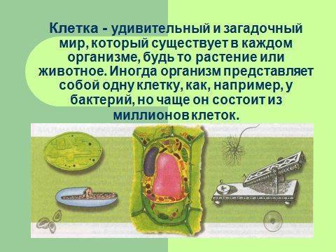 В чем заключается принципиальное различие клеток живых организмов. a8f132520d9284831a0cae2451445f98. В чем заключается принципиальное различие клеток живых организмов фото. В чем заключается принципиальное различие клеток живых организмов-a8f132520d9284831a0cae2451445f98. картинка В чем заключается принципиальное различие клеток живых организмов. картинка a8f132520d9284831a0cae2451445f98