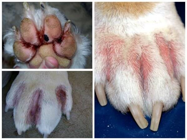 Грибок малассезия у собак: лечение патологии | абост, сеть ветеринарных клиник