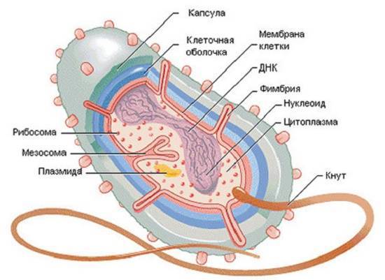 Как называются бактерии с одним жгутиком. картинка Как называются бактерии с одним жгутиком. Как называются бактерии с одним жгутиком фото. Как называются бактерии с одним жгутиком видео. Как называются бактерии с одним жгутиком смотреть картинку онлайн. смотреть картинку Как называются бактерии с одним жгутиком.