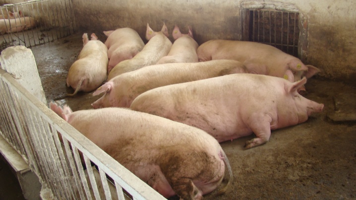 Глубокая подстилка для свиней: зачем нужна и как использовать?
